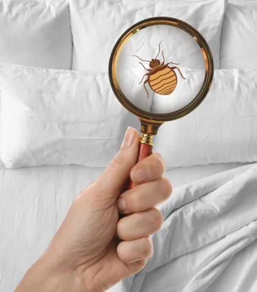Bed Bug Treatment process